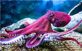 Loại phân tử của bạch tuộc có thể ngăn oxy bị mắc kẹt làm hỏng pin perovskite